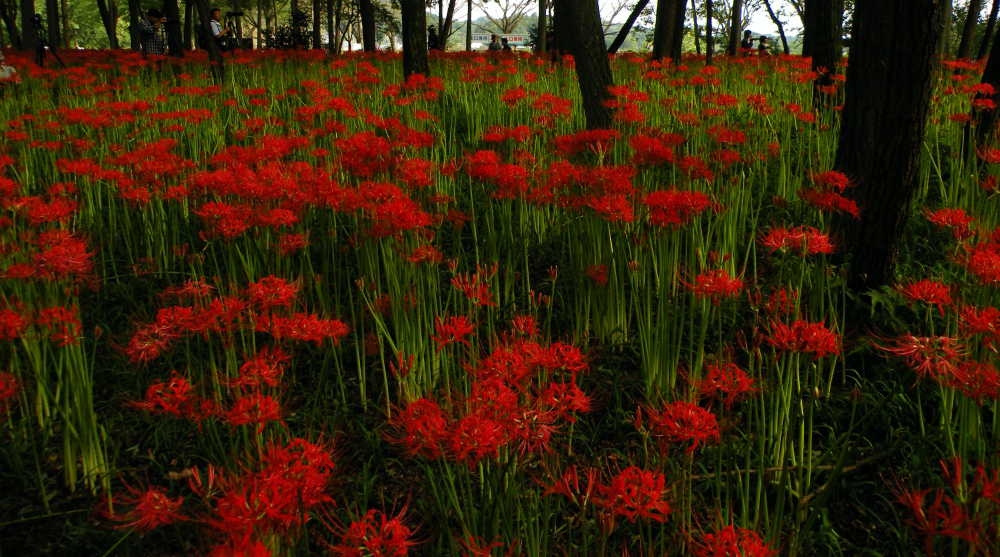 巾着田曼珠沙華公園